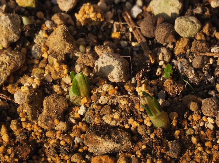 P1131410