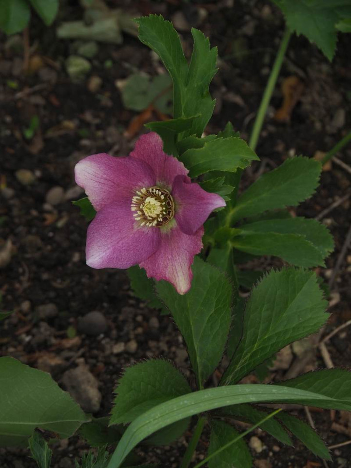 P1131422