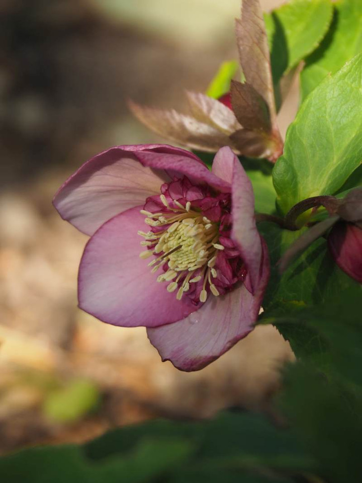 P2042353