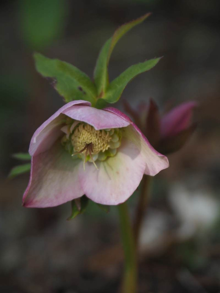 P2042355