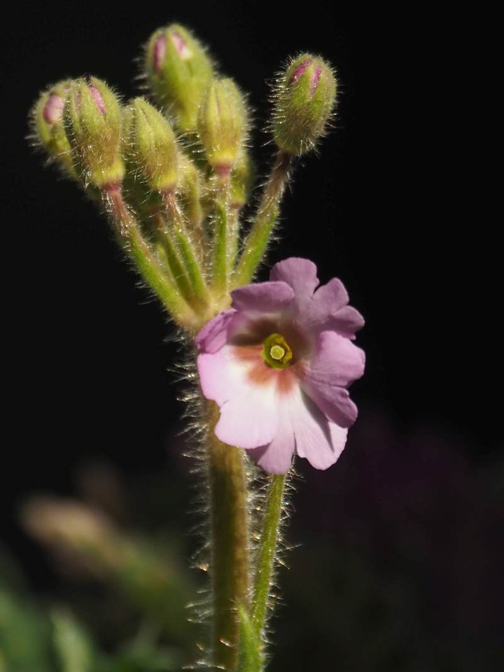 P2072622