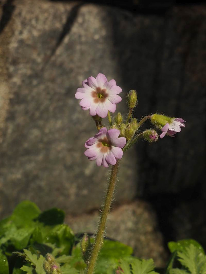 P2072639
