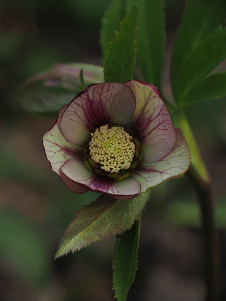 P2223367