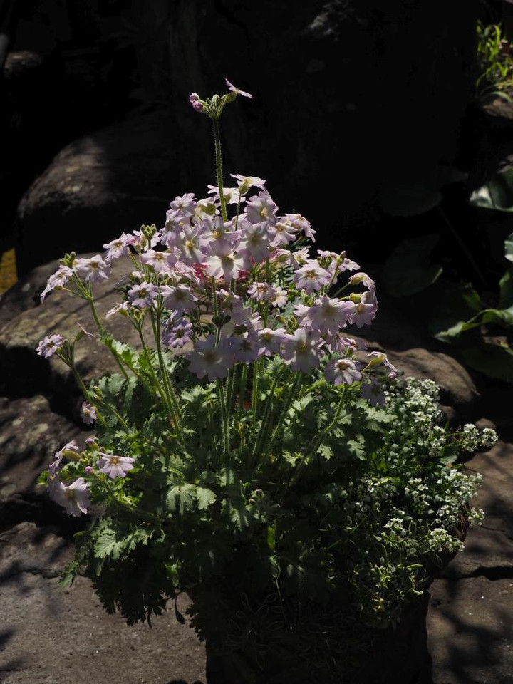 P3033819