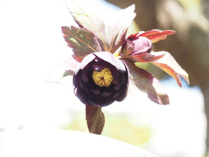 P3033833