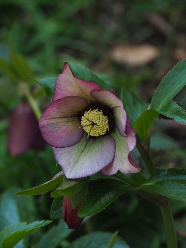 P3033834
