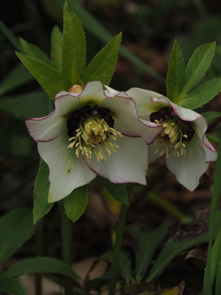 P3043887