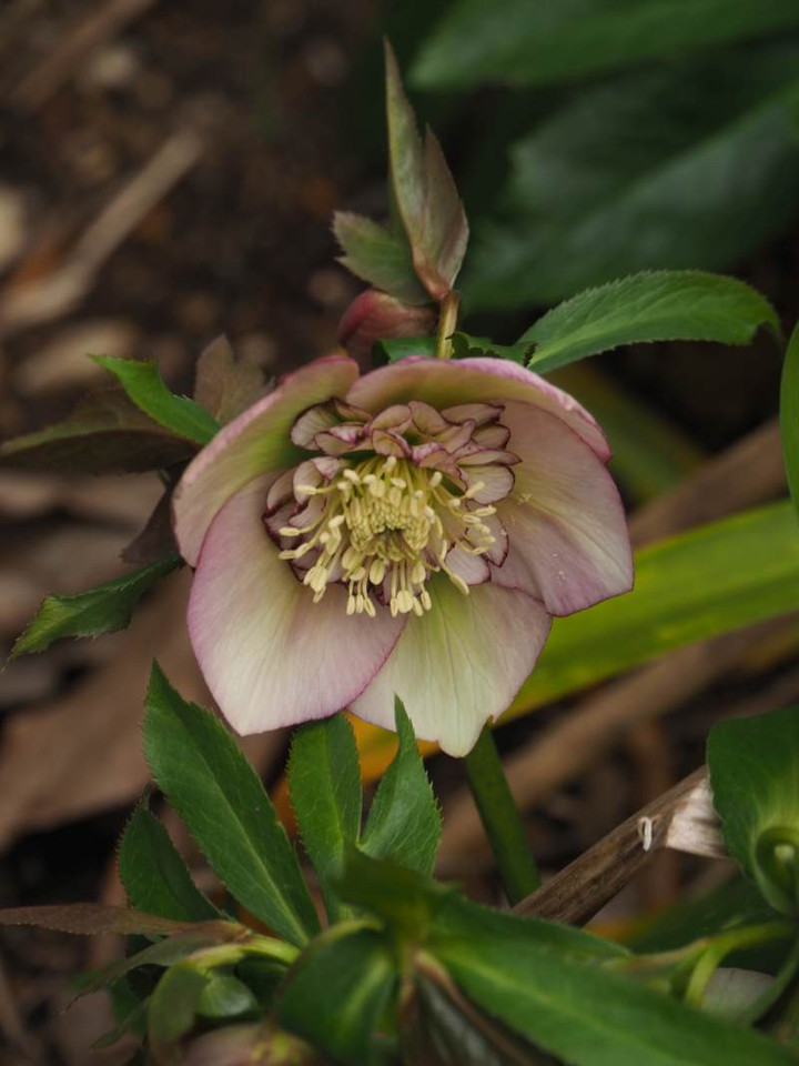 P3043893