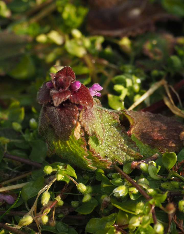 山好き、花好き : 総領へセツブンソウのお花見に、②赤い花が咲いている