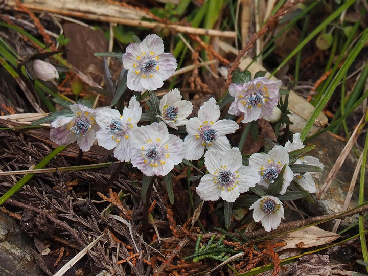 山好き、花好き : 総領へセツブンソウのお花見に、②赤い花が咲いている