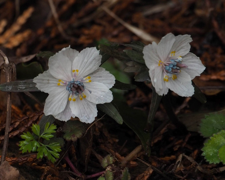 山好き、花好き : 総領へセツブンソウのお花見に、②赤い花が咲いている