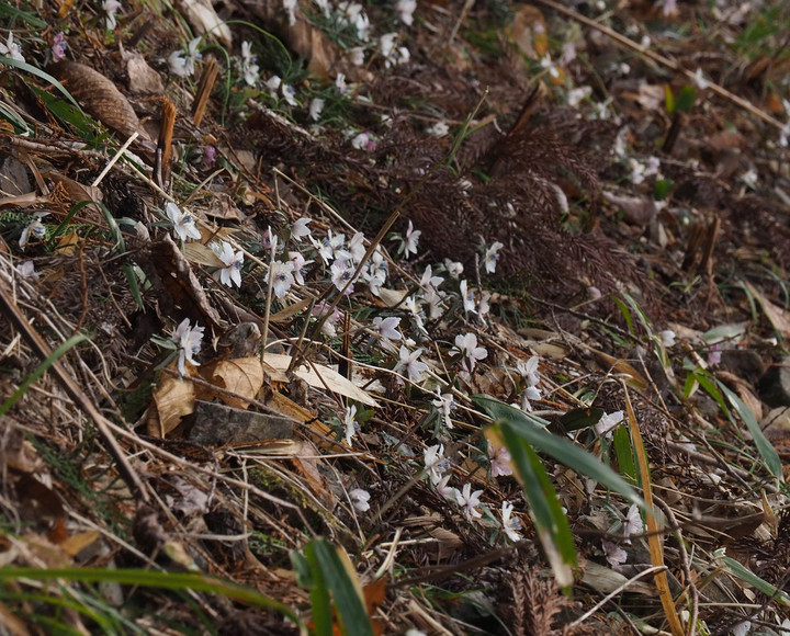 山好き、花好き : 総領へセツブンソウのお花見に、②赤い花が咲いている
