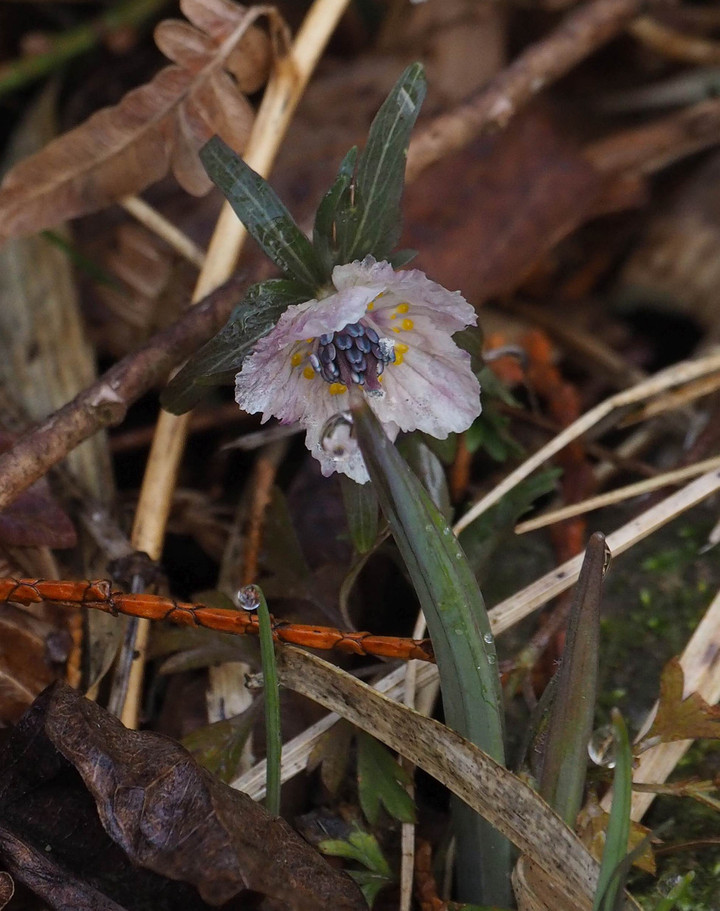 山好き、花好き : 総領へセツブンソウのお花見に、②赤い花が咲いている
