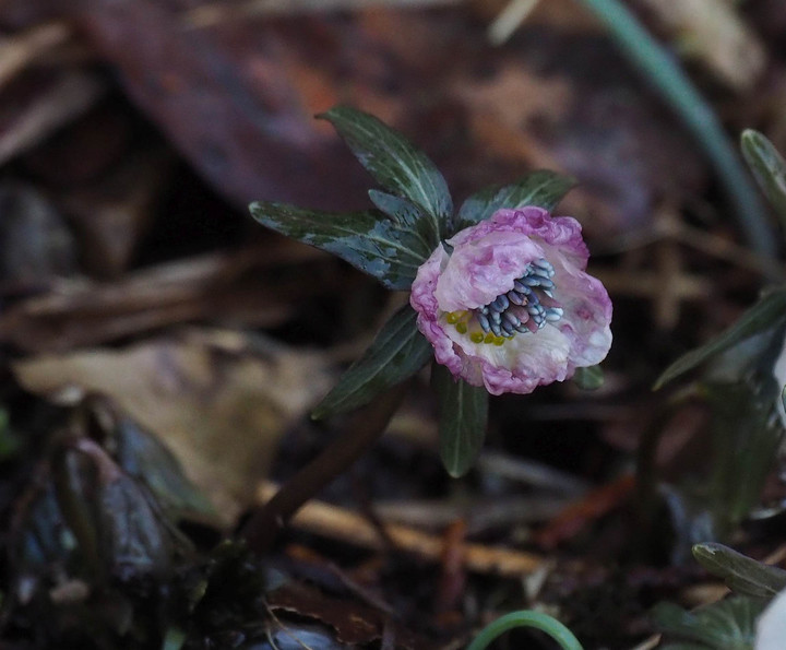 山好き、花好き : 総領へセツブンソウのお花見に、②赤い花が咲いている
