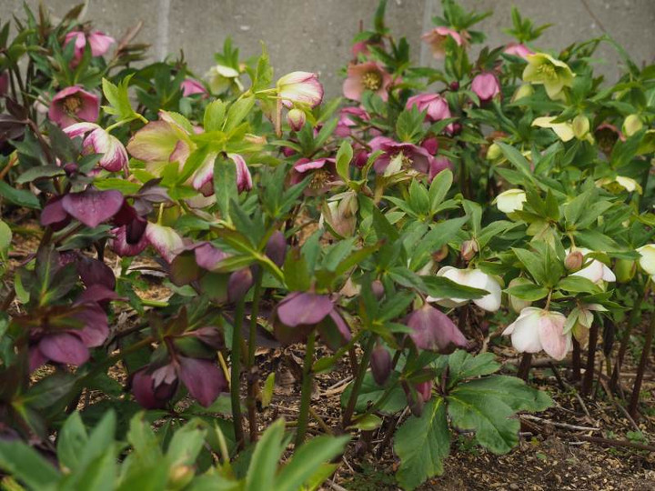 P3074175