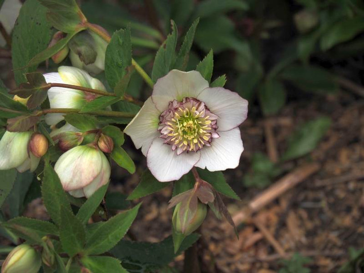 P3074177