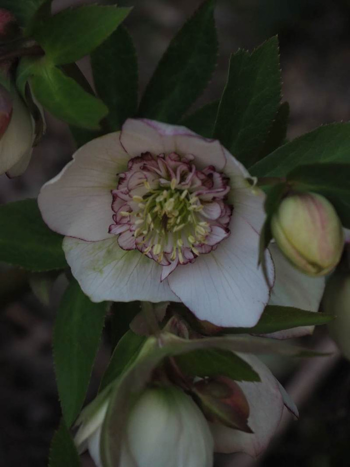 P3094260s