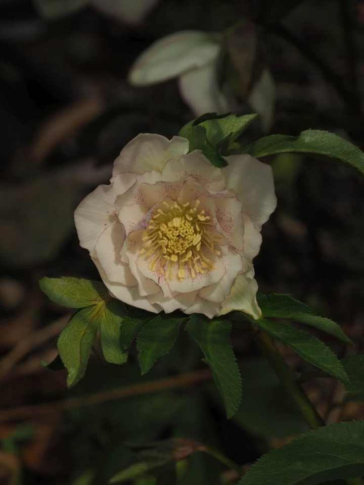 P3114306