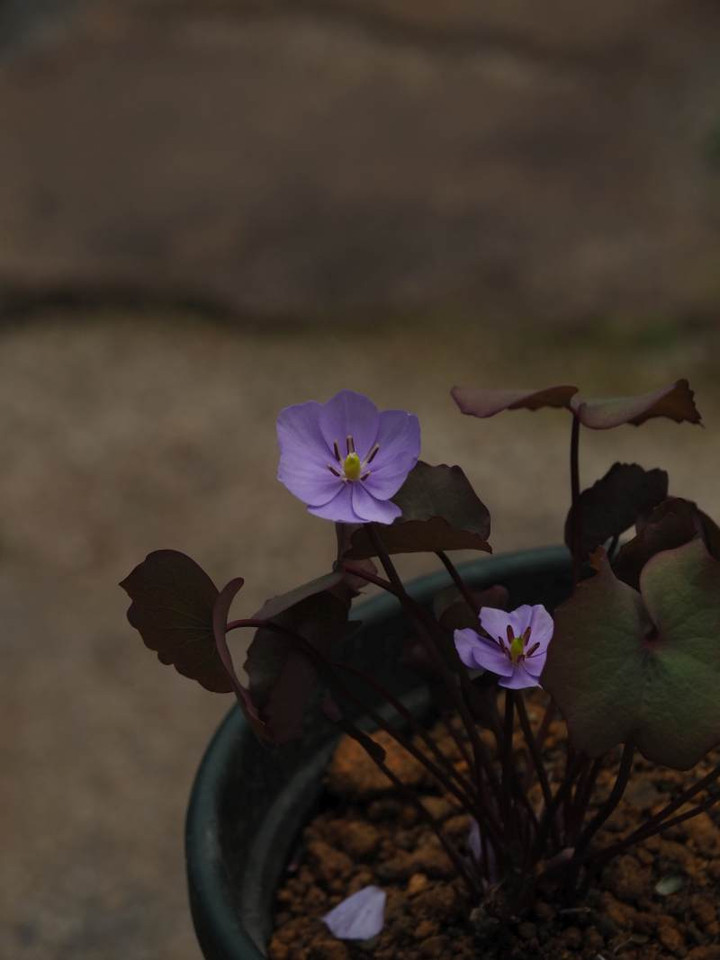 P3134605
