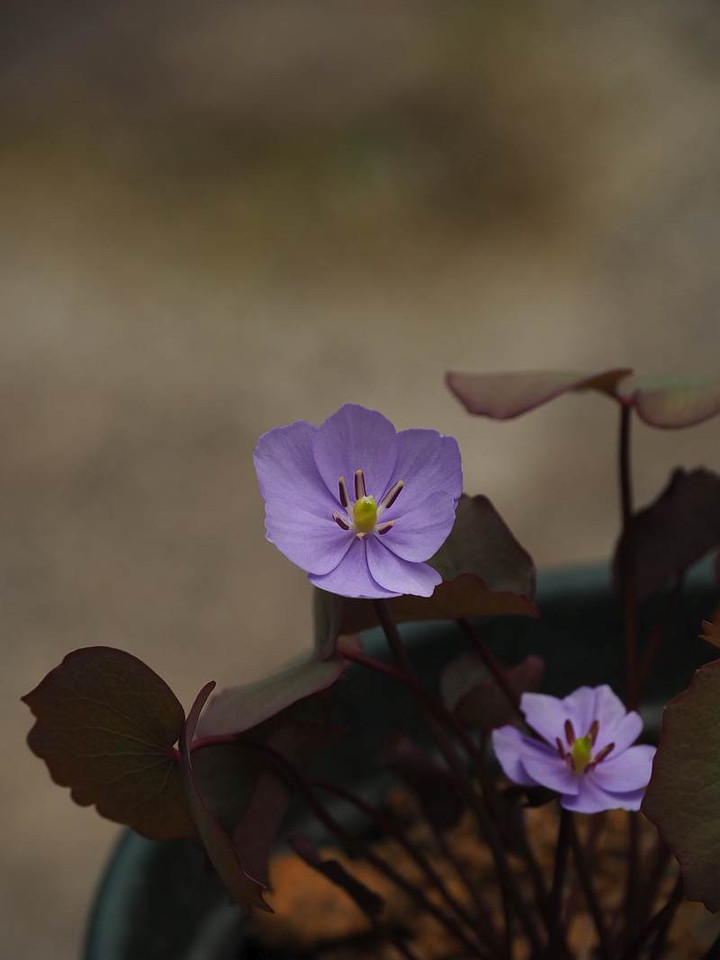 P3134606