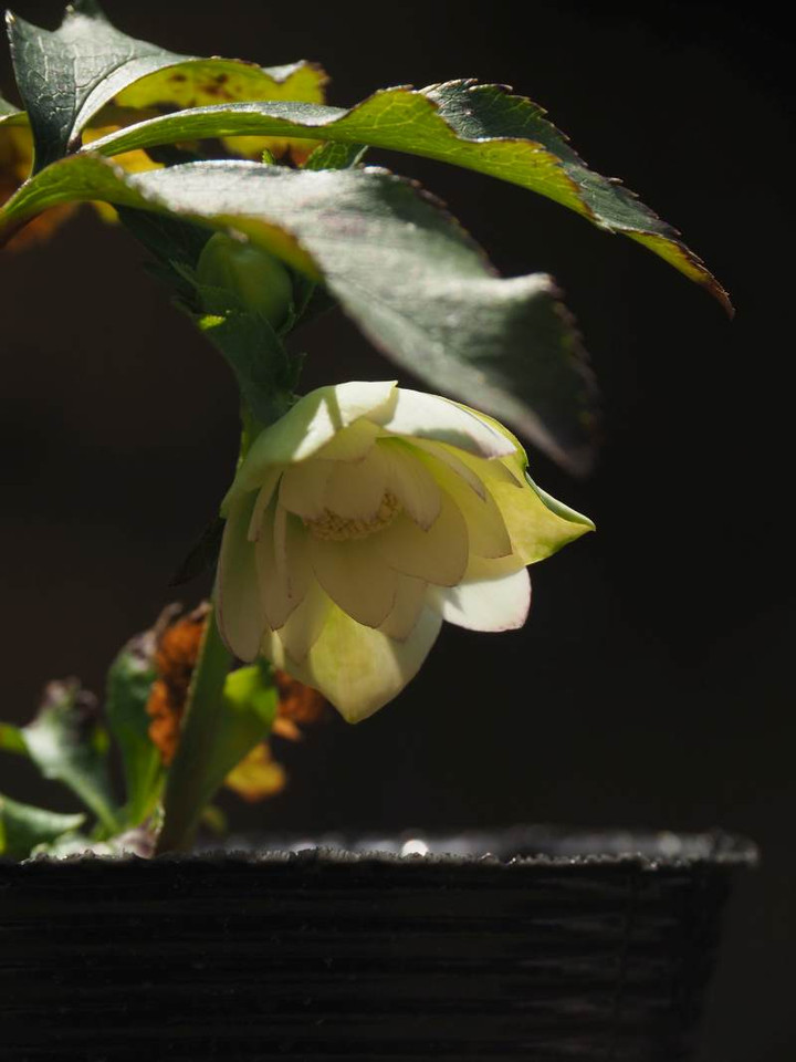P3144631