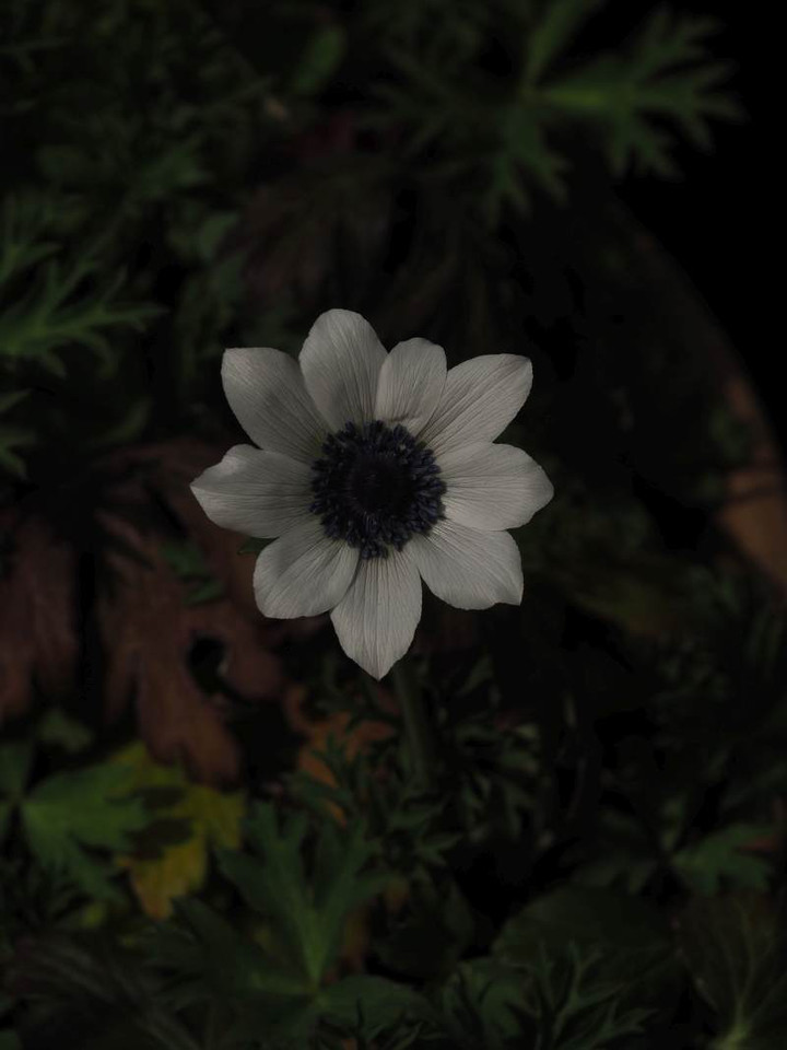 P3174732