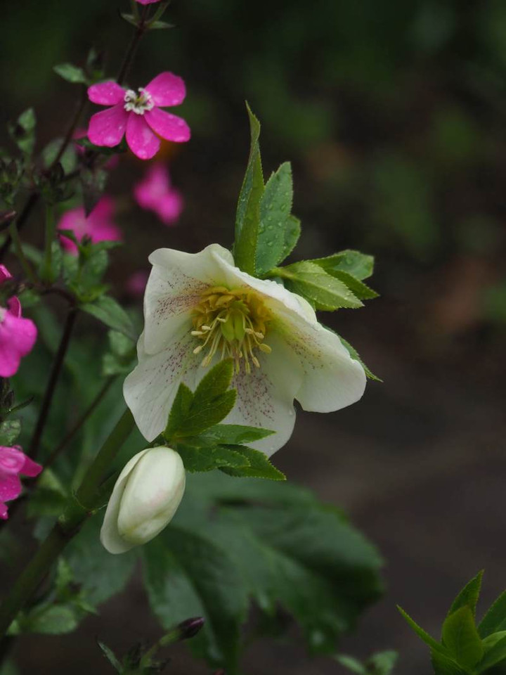 P3184778