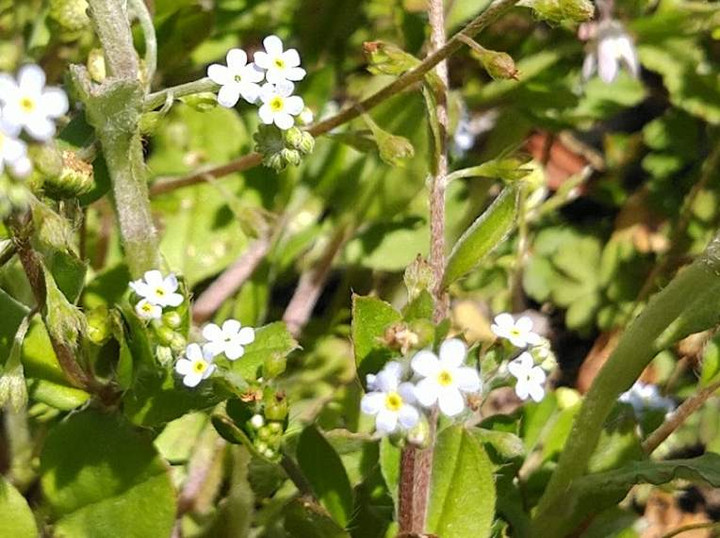 Kimg7568jpgkyuurigusa_2