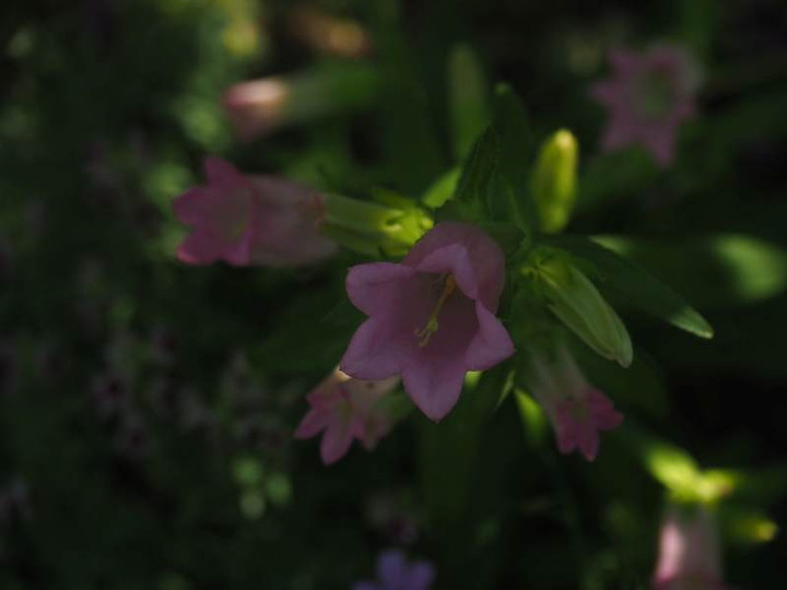 P5182625