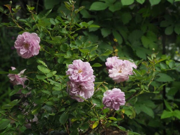 P5212730