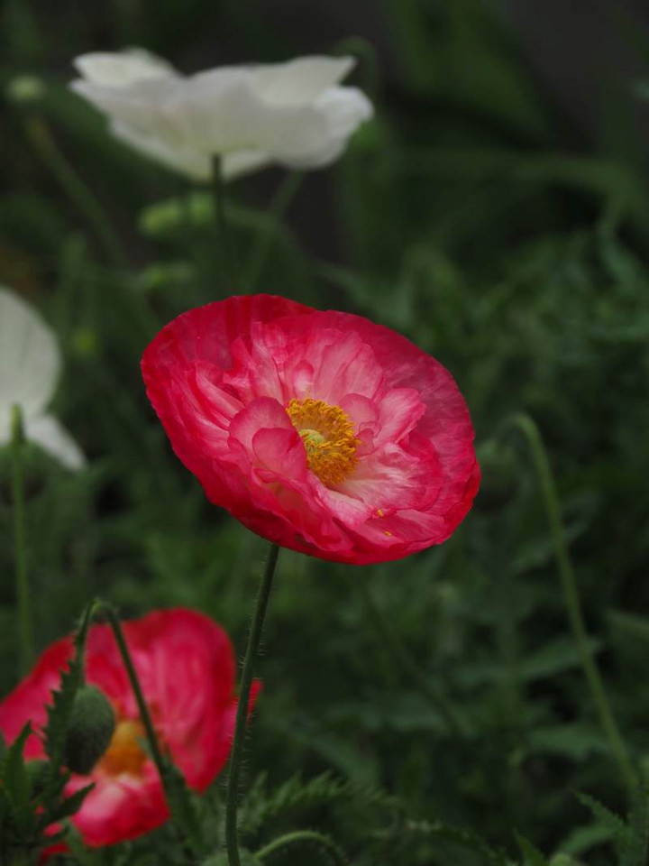 P5212736