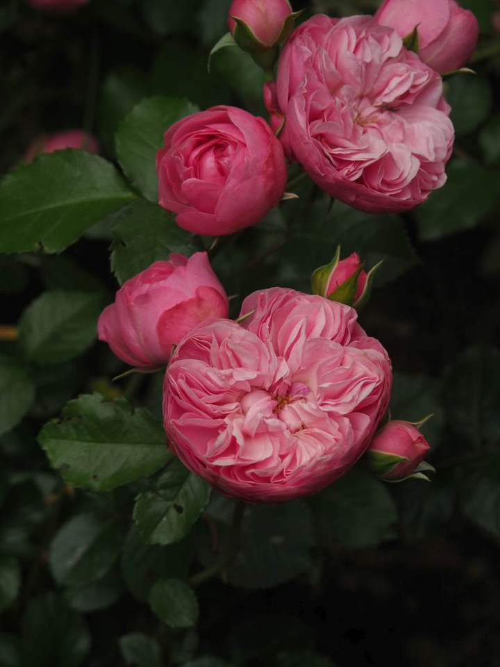 P5212747