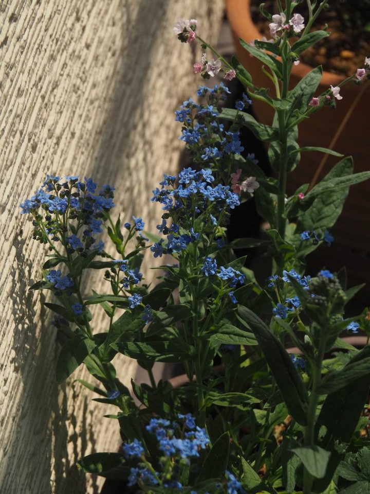 P5233142