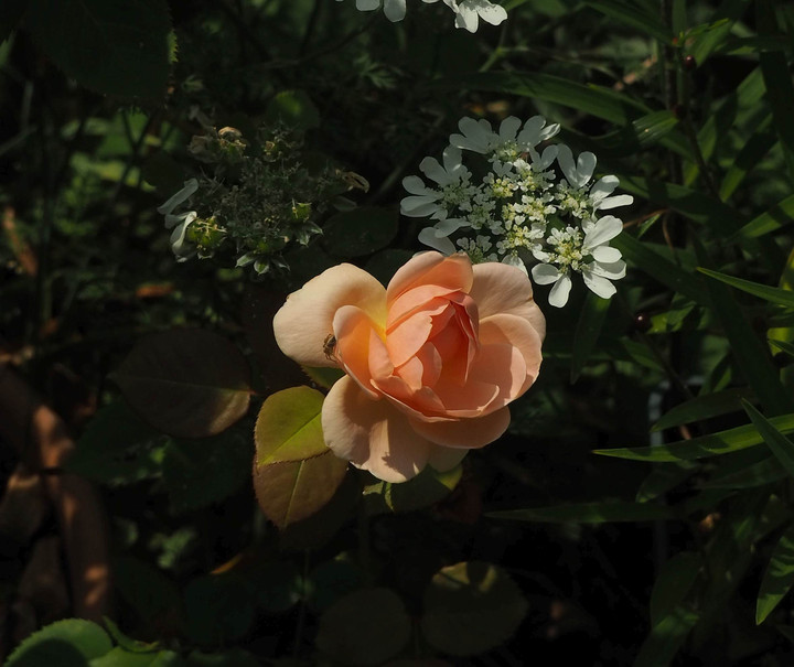 P5233159