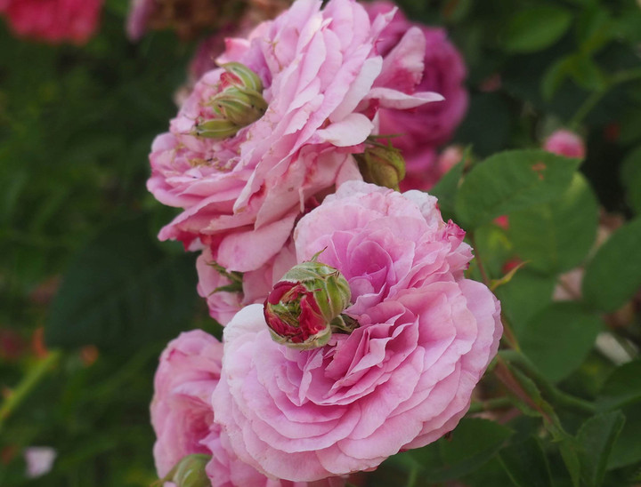 P5253227