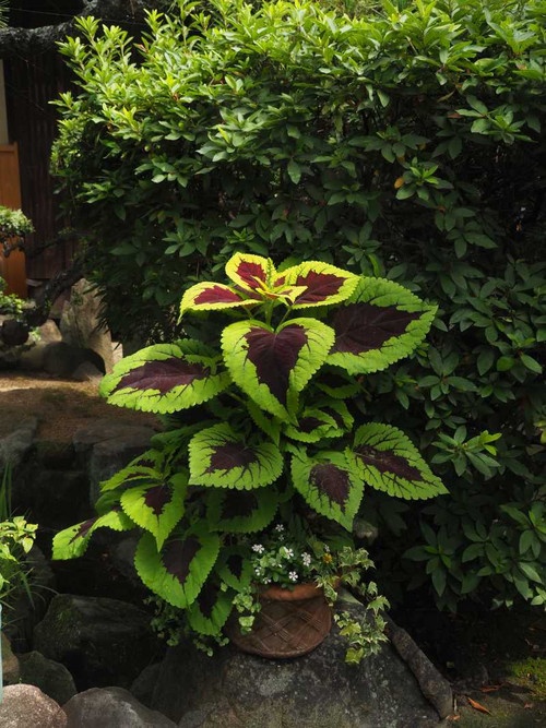 P7169156