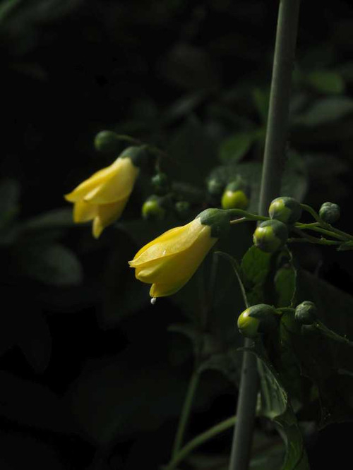 P7189194