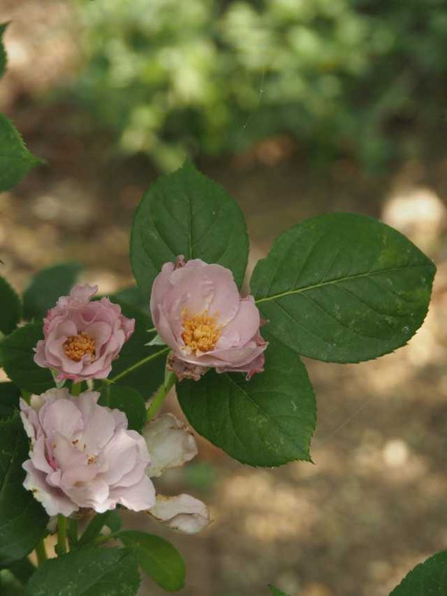 P7189204