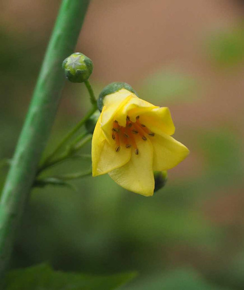 P7199239