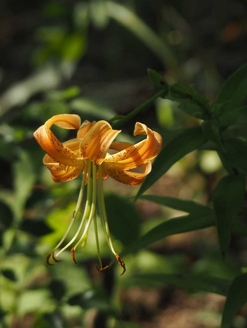 P7209249