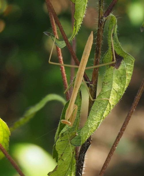 P7209250
