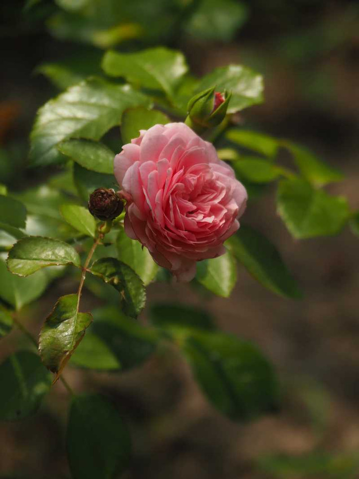 P7259667