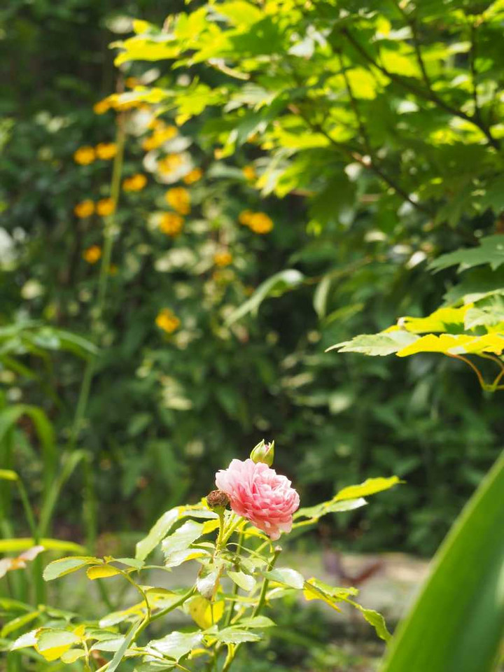 P7259670