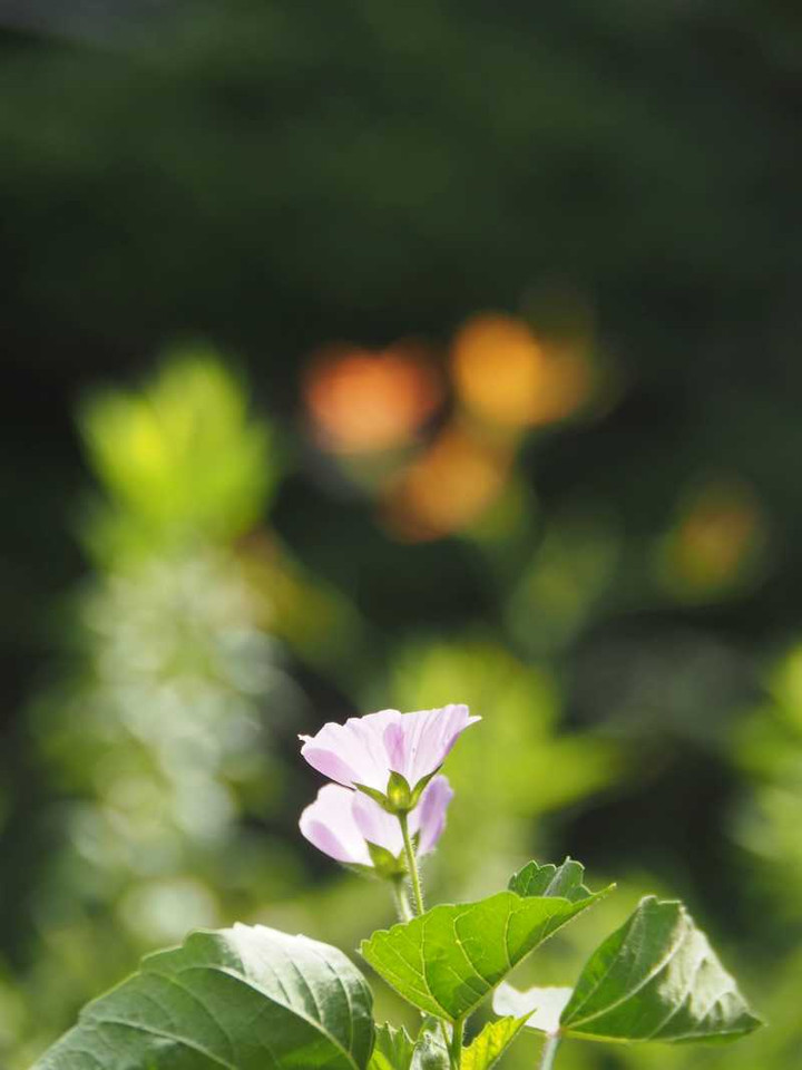 P7259674