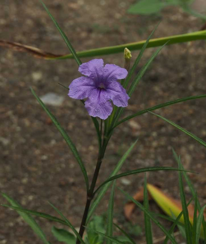 P7279798