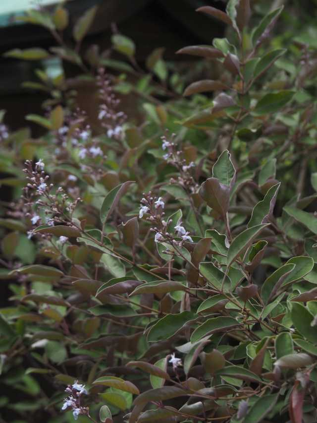 P7279803