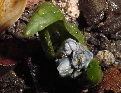 DSC0008614pusyukinia