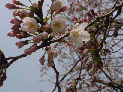 DSC0008715osironosakura