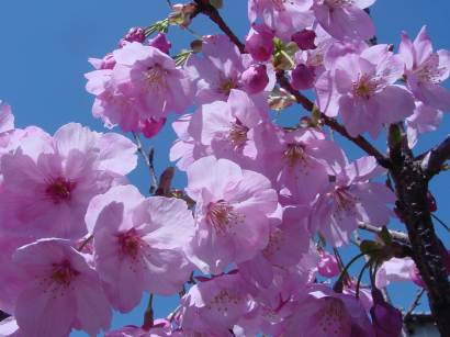DSC0011714sakura
