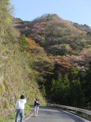 DSC00142sakuratokodomotati